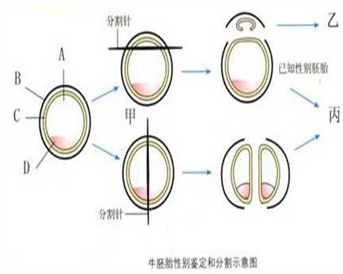 中国捐卵价格_捐卵子需要多长时间_深圳被查捐卵代孕组图