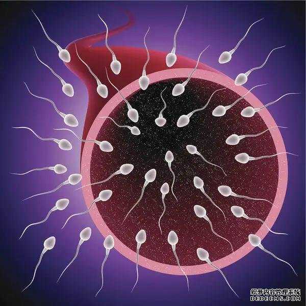 捐卵群_正规捐卵在哪里_碘油造影对输卵管助孕作用 油剂造影剂持续妊娠率更高