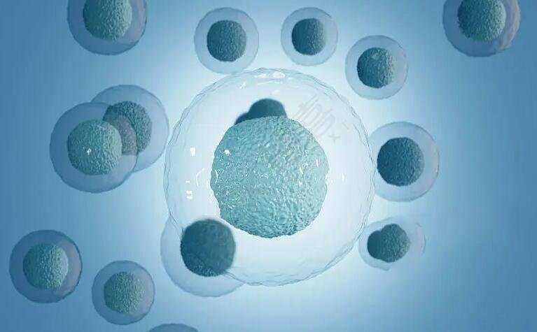 捐一次精子给多少钱_正规医院捐卵一次几个_试管知识：如何提高卵子质量